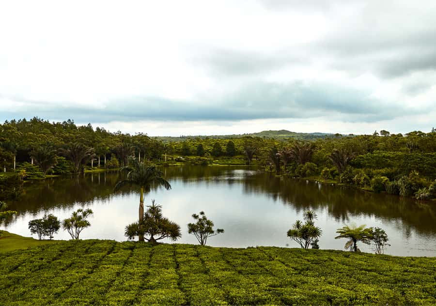 Tea Route: Lake, Forest, Tea Plantation & 3 Course Lunch - Trou aux Cerfs Volcano: Quick Views, Big Geology