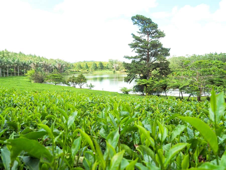 Tea, Rum & Vanilla Route - Why this 7-hour route feels so different in Mauritius