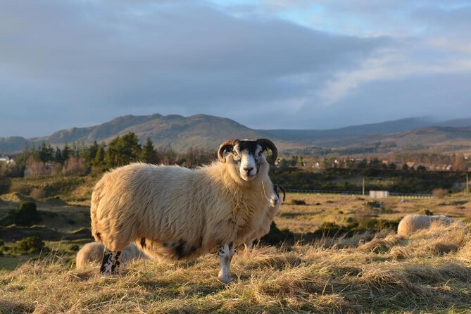Tea with Naughty Sheep - Key Highlights You’ll Care About