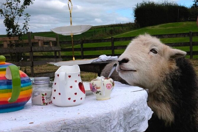 Tea with Naughty Sheep - Tea with Naughty Sheep: what this experience really feels like