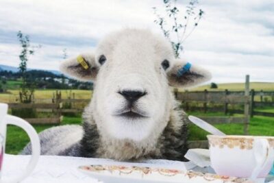 Tea with Naughty Sheep - The meadow tea setup: sheep first, then scones