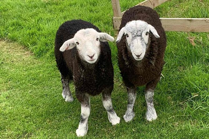 Tea with Naughty Sheep - The small group (max 6): why it’s worth paying more