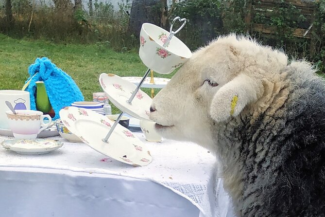 Tea with Naughty Sheep - Afternoon tea menu: vegetarian base, flexible requests