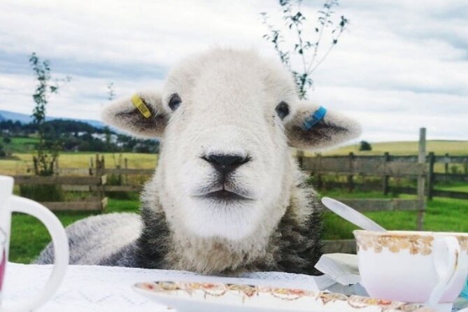 Tea with Naughty Sheep - The meadow tea setup: sheep first, then scones