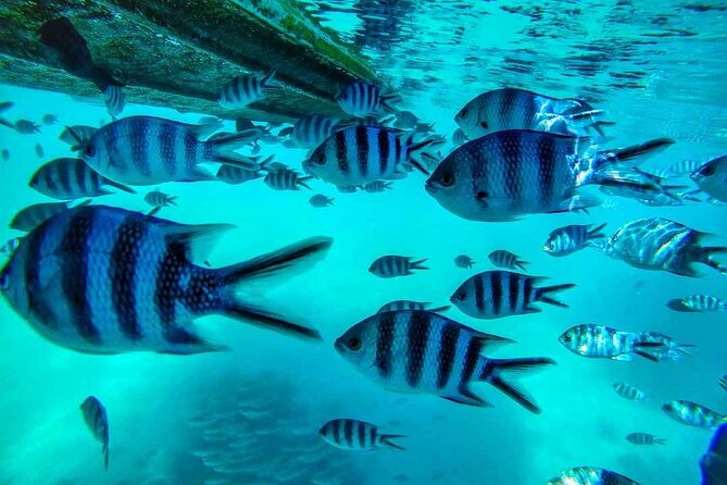 The East Discovery Tour: Bois-Cheri Tea Factory, Blue-Bay Marine Park & Lunch - A One-Day East Mauritius Circuit: Tea, Reef Time, and Grand Port History