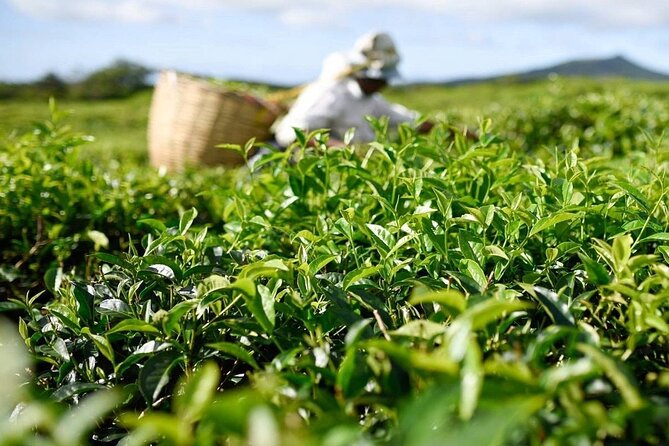 The East Discovery Tour: Bois-Cheri Tea Factory, Blue-Bay Marine Park & Lunch - Frederick Hendrick Museum and Old Grand Port Dutch Ruins: Seeing Colonial Layers in One Place