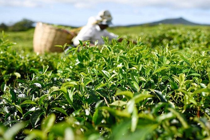 The Gorgeous East: Bois Cheri Tea factory, Rhumerie St-Aubin, Mahebourg & Lunch - Key things to know before you head out