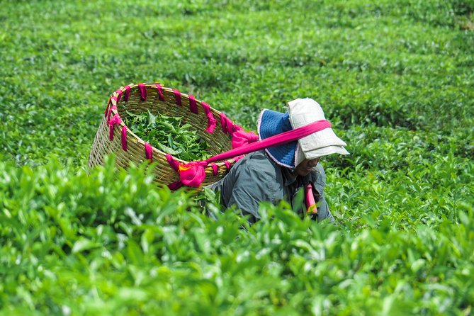 The Tea Story with Lunch - Key highlights worth your attention