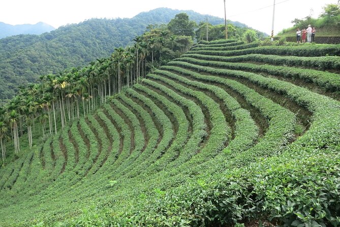Thousand Island Lake and Pinglin Tea Plantation from Taipei - Key Points You’ll Care About