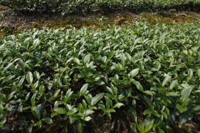 Thousand Island Lake and Pinglin Tea Plantation from Taipei - Pinglin Tea Museum in a Siheyuan Courtyard