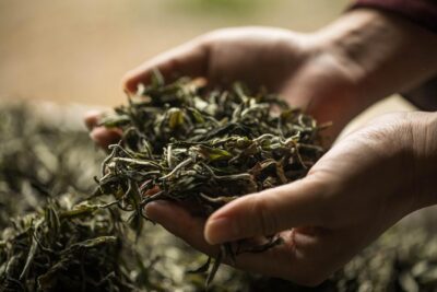 Three-Hour Private Chengdu Tea Wholesale Market Tour - Learning Oolong, Green, Black, White, and Pu-er Without Headaches