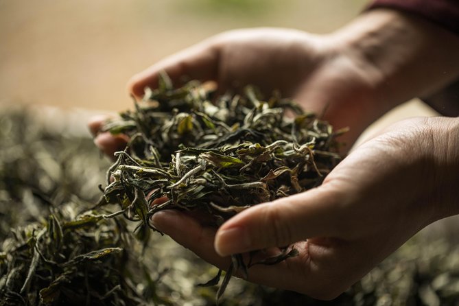 Three-Hour Private Chengdu Tea Wholesale Market Tour - Learning Oolong, Green, Black, White, and Pu-er Without Headaches