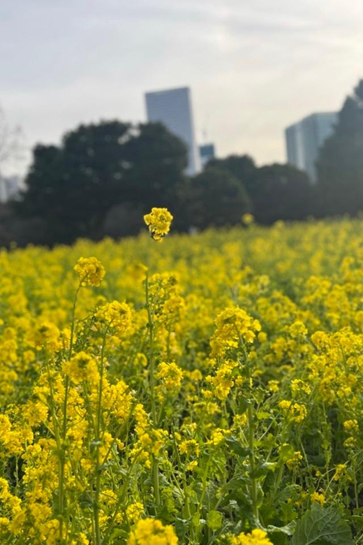 Tokyo: Hama-rikyu Gardens tour with Japanese Tea & Sweets - Should You Book Hama-rikyu Gardens With Tea and Sweets?