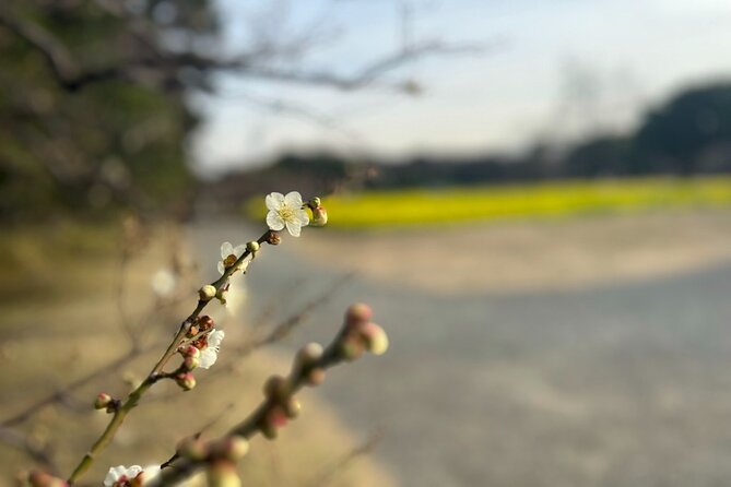 Tokyo: Hama-rikyu Gardens tour with Japanese Tea & Sweets - Hama-rikyu’s Edo Roots: Why This Garden Feels Different