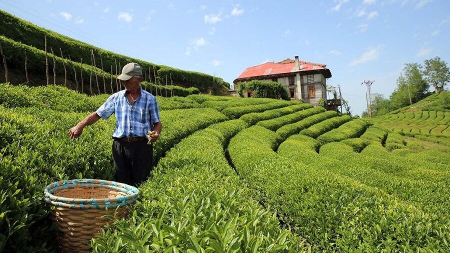 Trabzon: Uzungöl Group Tour, Explore The Nature & Taste Tea - Ikicay tea factory: tasting, ceremony vibes, and a dance break