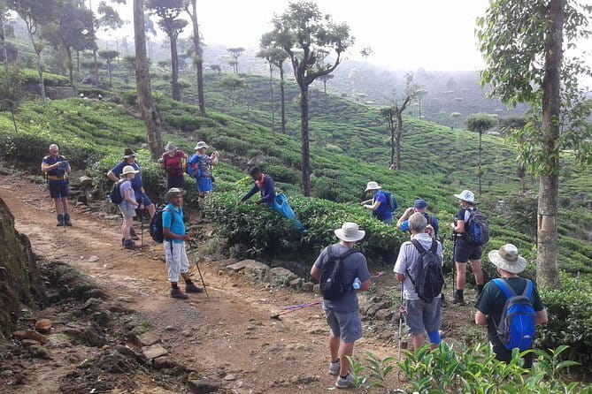 Trekking & Picnic in The Tea Plantation From Ella, Haputale & Bandarawela - Bandarawela to Haputale: The Day’s Simple Route