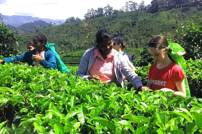 Trekking & Picnic in The Tea Plantation From Ella, Haputale & Bandarawela - Tea Picking With Local Tea Ladies (8 am–4 pm)