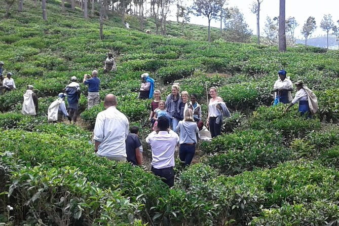 Tuk Tuk safari and Picnic in The Tea Plantation from Ella,Haputale & Bandarawela - Price and value: is $58 fair for what you get?