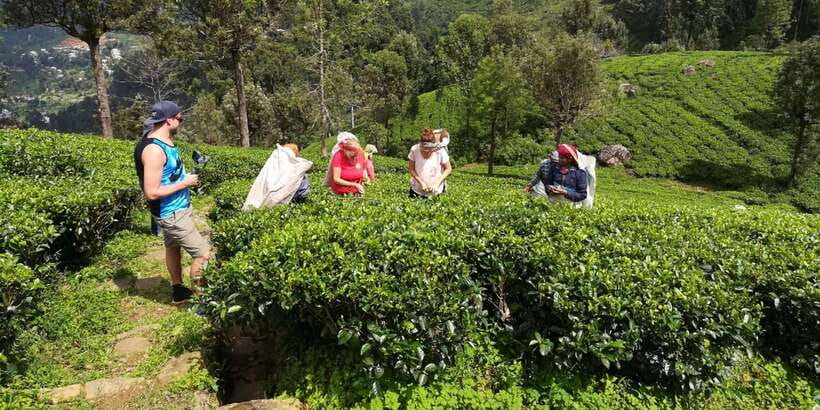 Tuk-Tuk Safari Liptons seat,Tea Fields Hike,TeaFactory Tour - Key highlights you’ll actually remember