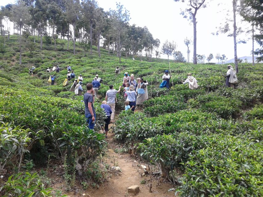 Tuk-Tuk Safari Liptons seat,Tea Fields Hike,TeaFactory Tour - Lipton Seat Viewpoint + Tea Plantation Hike: Getting the Big Picture