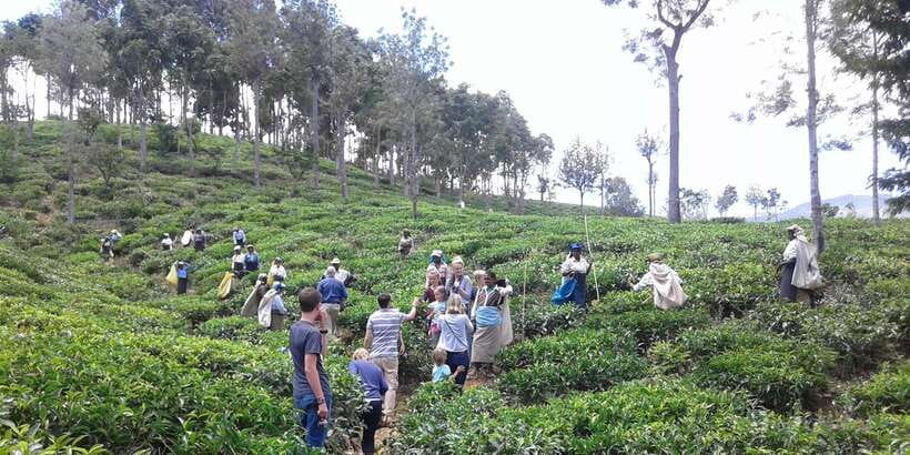 Tuk-Tuk Safari Liptons seat,Tea Fields Hike,TeaFactory Tour - Picnic Lunch in Tea Country: When Rain Changes the Plan