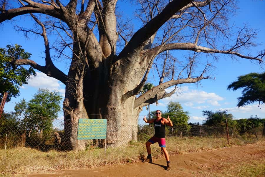 Victoria Falls: Cultural Tour with High Tea - The 1000-year-old big tree: a pioneer landmark with a sense of place