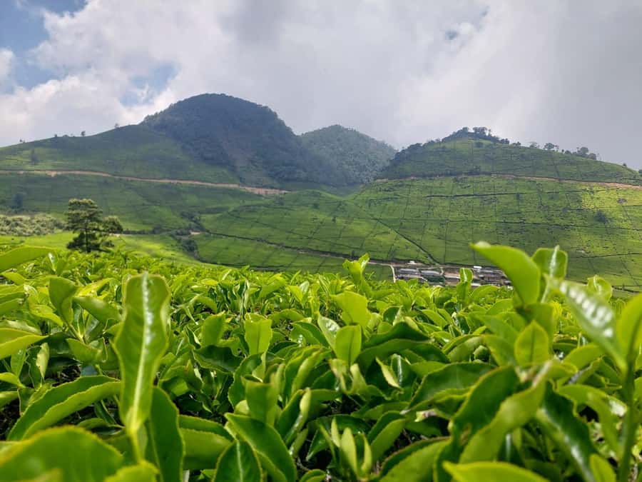 Volcano, Hot Spring, Mud Bath & Tea plantation all included - Kawah Putih: White Crater Views With a Tea-Plantation Walk