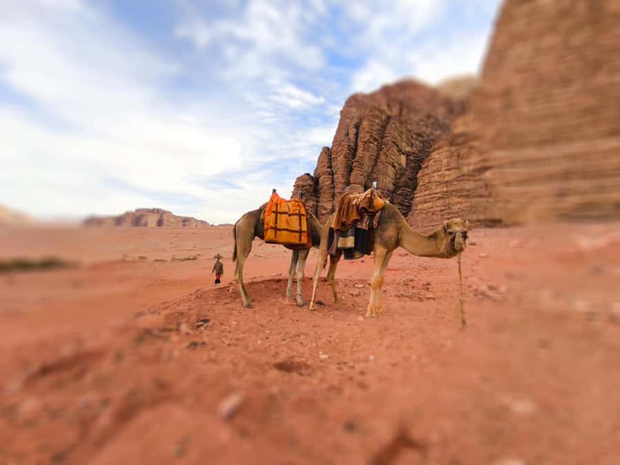 Wadi Rum: Camel Ride with tea and Bedouin Guide - Key highlights worth getting excited about