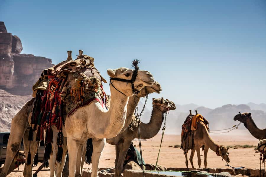 Wadi Rum: Camel Ride with tea and Bedouin Guide - Camel Ride With a Bedouin Guide: How the Riding Feels