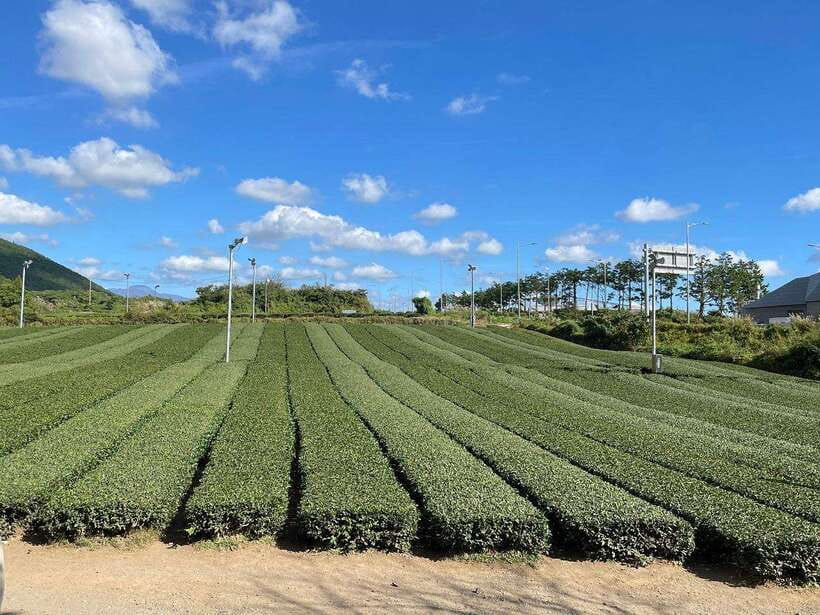 West & South Jeju: Hallasan Trail, Waterfall, Tea Field Tour - Songaksan coastal volcanic hill for ocean vistas and rock stories