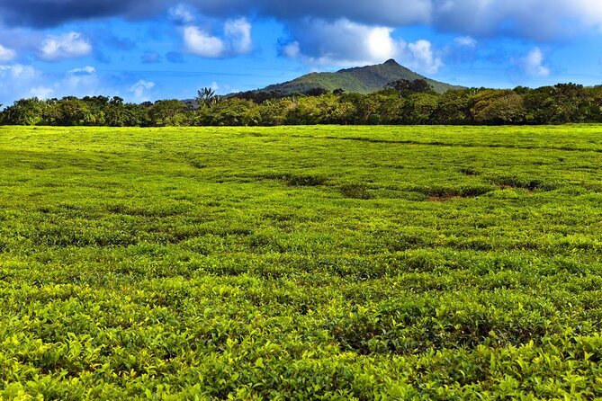 Wild South: Full-Day tour incl Rhumerie St Aubin, Bois cheri Tea factory & Lunch - Key highlights worth your time