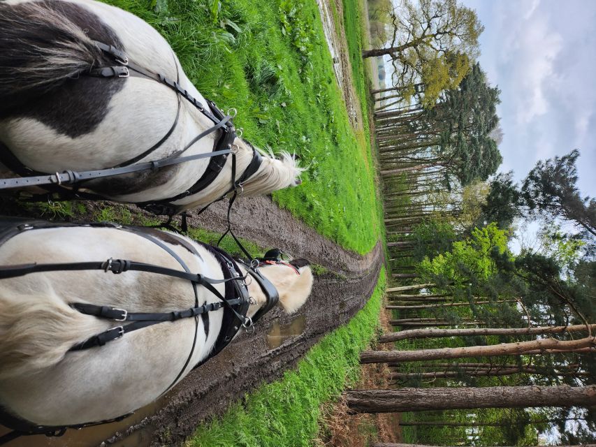 York: Horse Drawn Carriage ride & Cream Tea - The 1-Hour Plan: What Happens From Carriage Up to Wildlife Viewing
