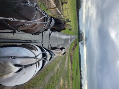 York: Horse Drawn Carriage ride & Cream Tea - What You’ll Eat: Cream Tea That’s Built Into the Ride
