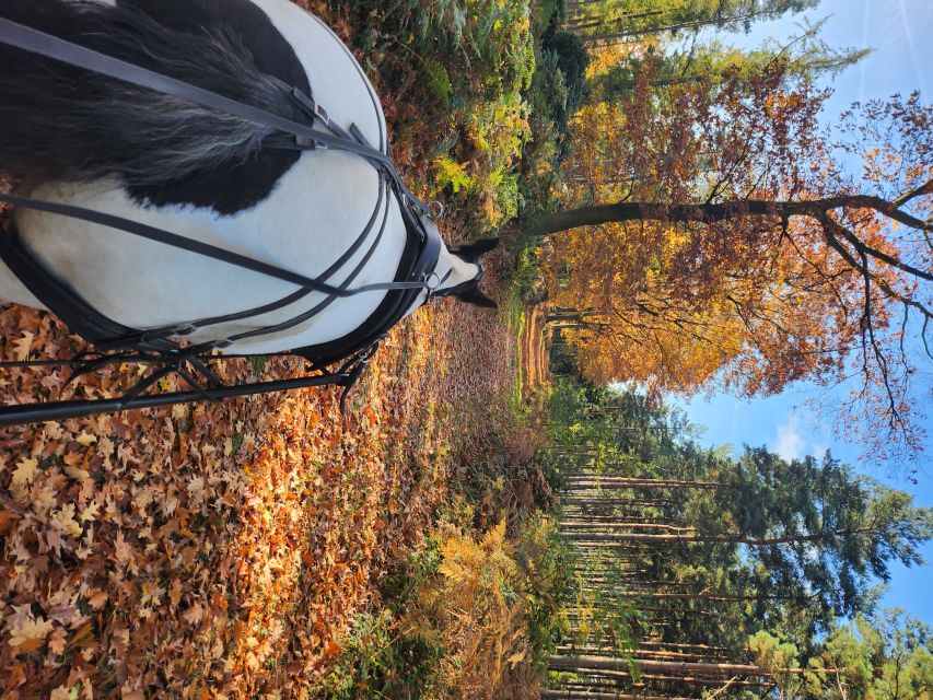 York: Horse Drawn Carriage ride & Cream Tea - Should You Book the Horse-Drawn Carriage and Cream Tea?