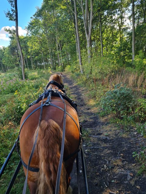 York: Private Horse-Drawn Carriage Ride and Afternoon Tea - The 1-Hour Route Through Escrick Park Estate Countryside